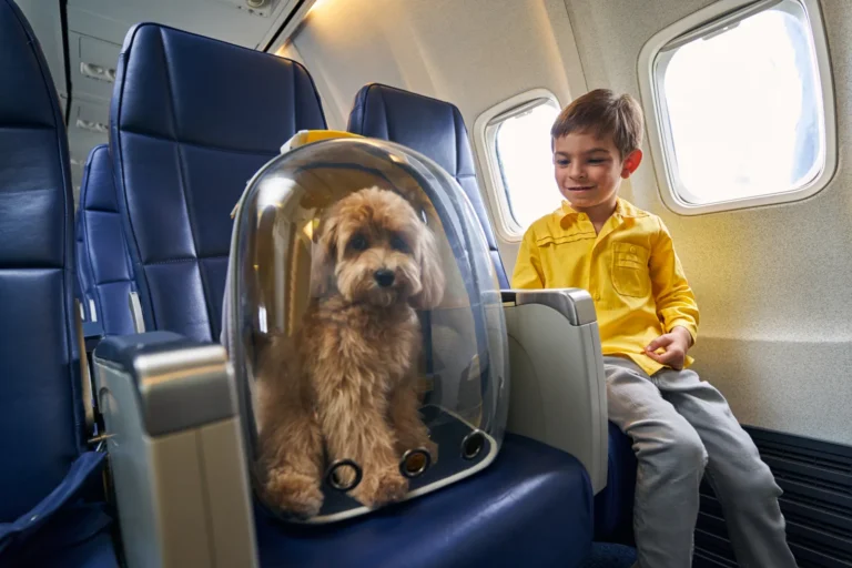 New EU pet travel rules start this April. What owners need to know